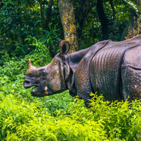 banner-chitwan-national-park