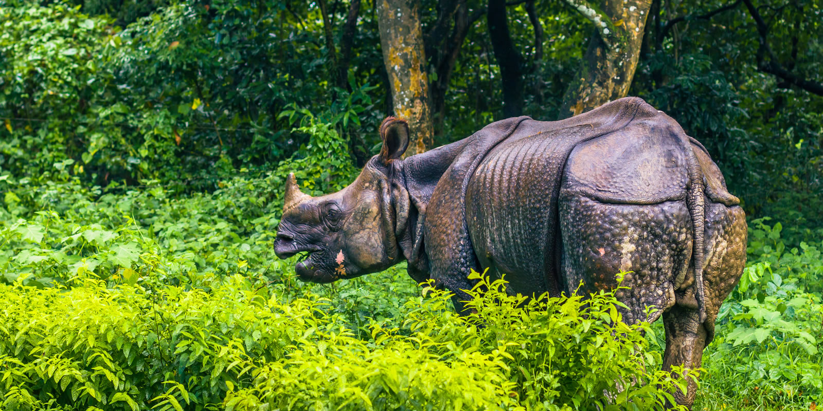 banner-chitwan-national-park